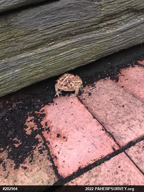 Eastern American Toad