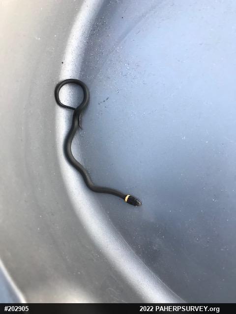 Northern Ring-necked Snake