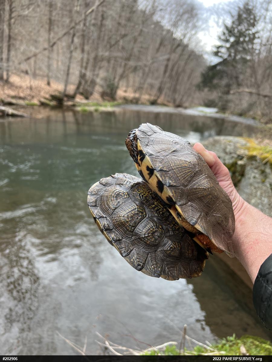 Wood Turtle