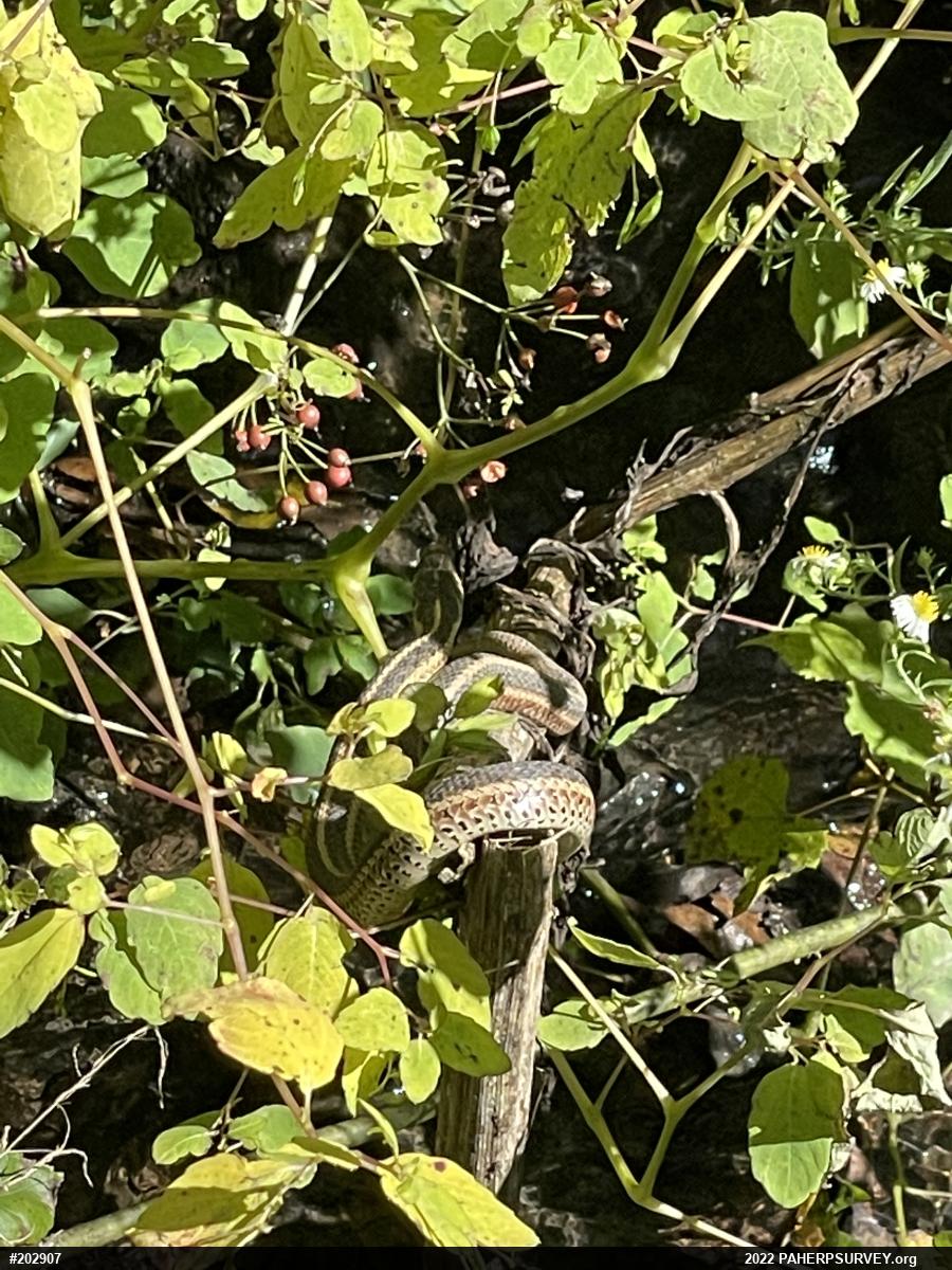 Eastern Gartersnake