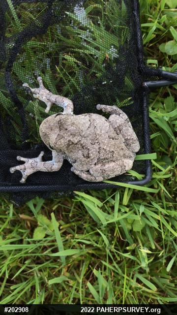 Unknown Gray Treefrog