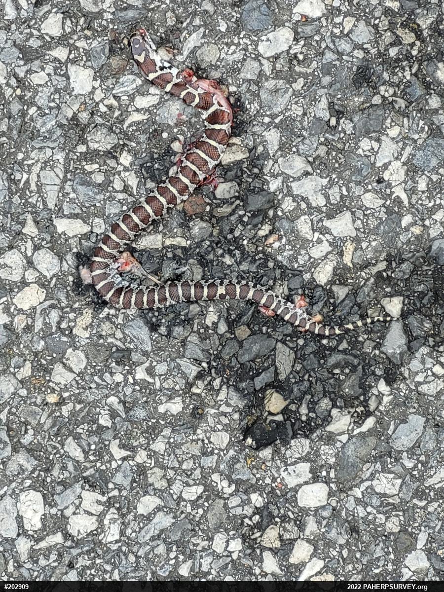 Eastern Milksnake