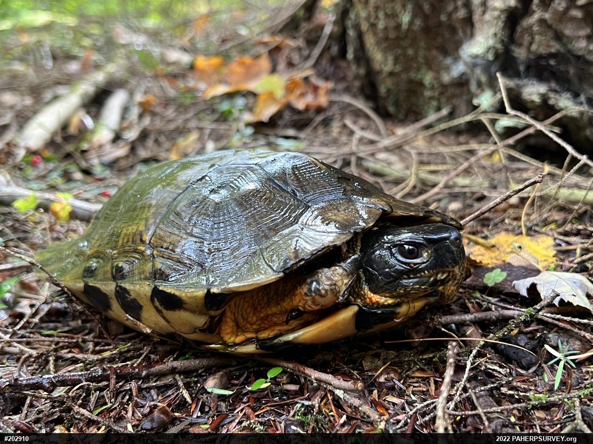 Wood Turtle