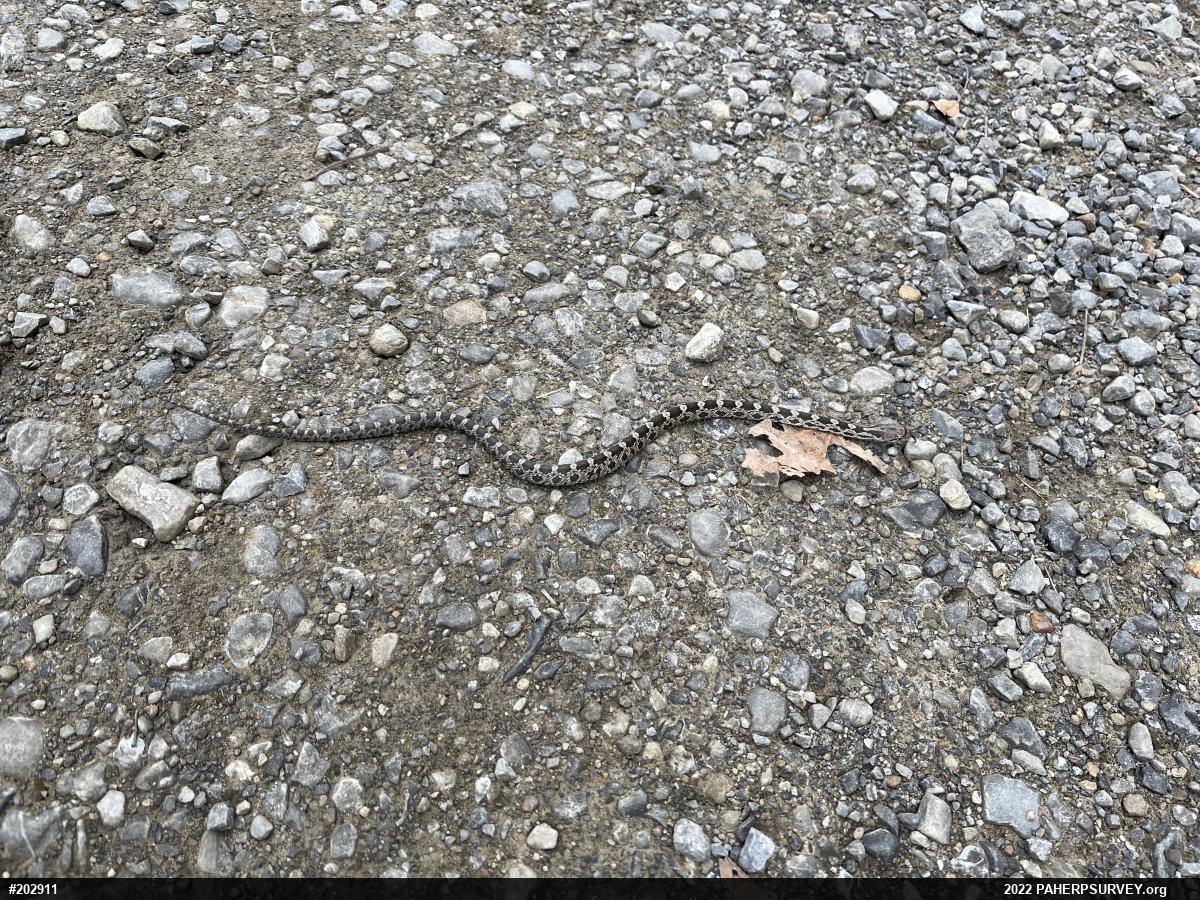 Eastern Ratsnake