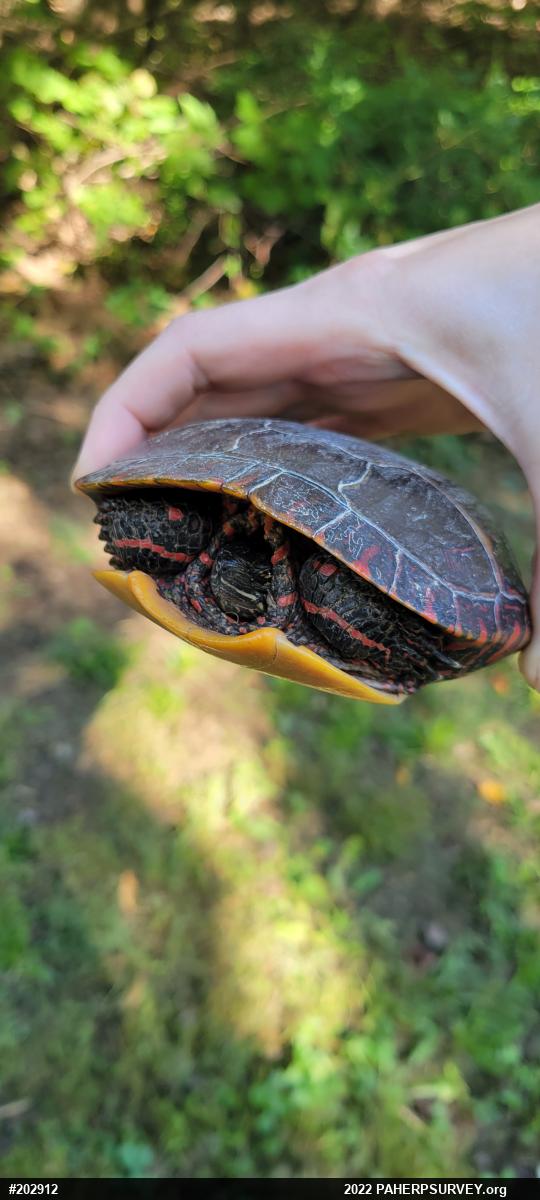 Painted Turtle