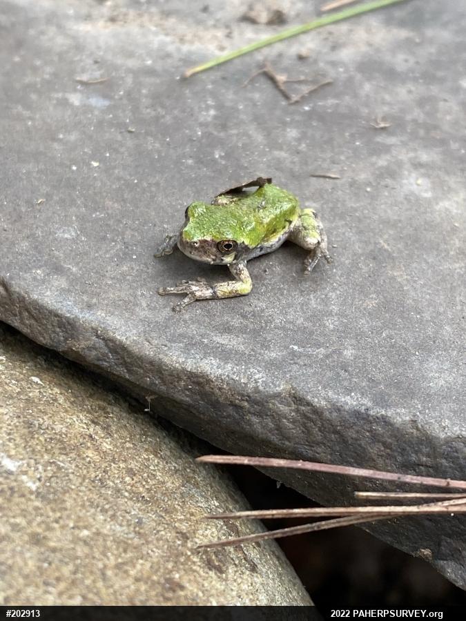 Unknown Gray Treefrog