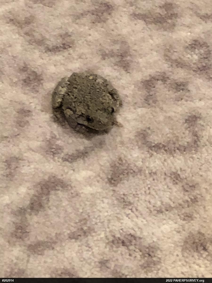 Unknown Gray Treefrog