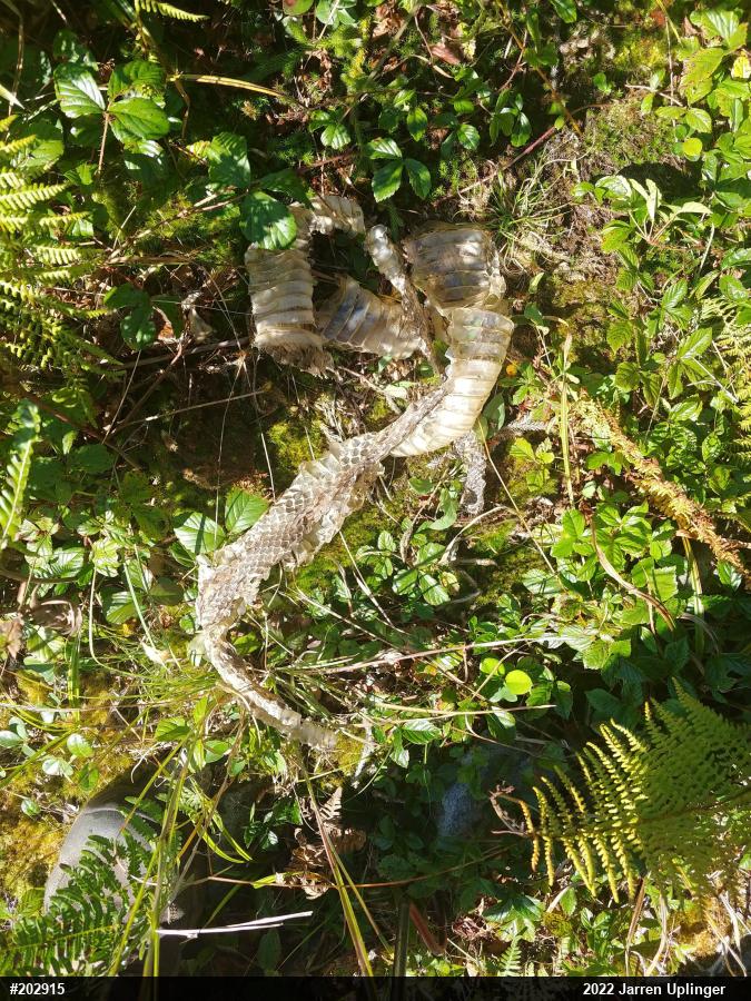 Timber Rattlesnake