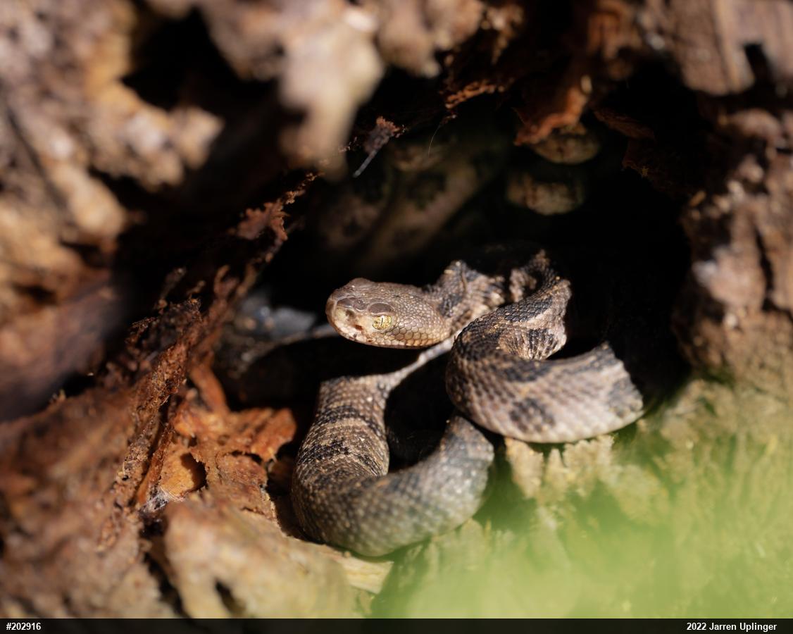 Timber Rattlesnake