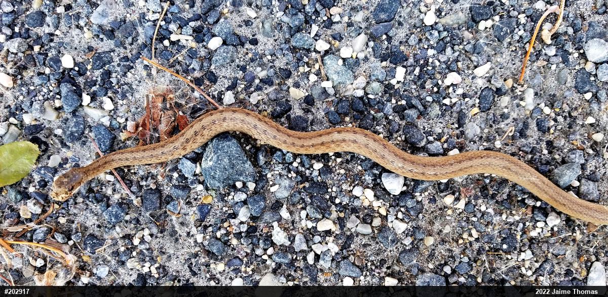 Dekay's Brownsnake
