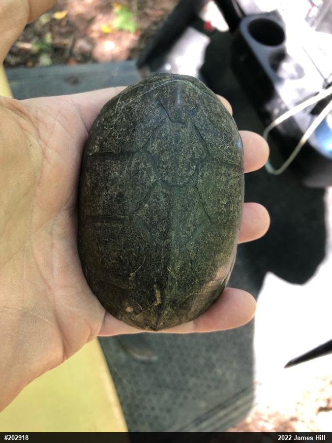 Eastern Musk Turtle