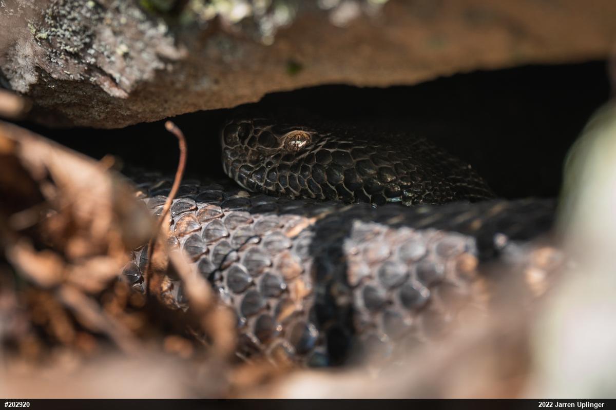 Timber Rattlesnake