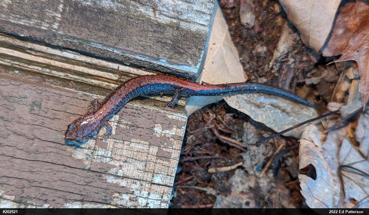 Eastern Red-backed  Salamander