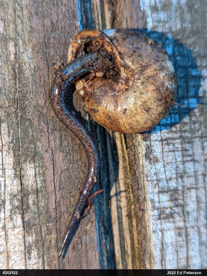 Woodland Salamanders