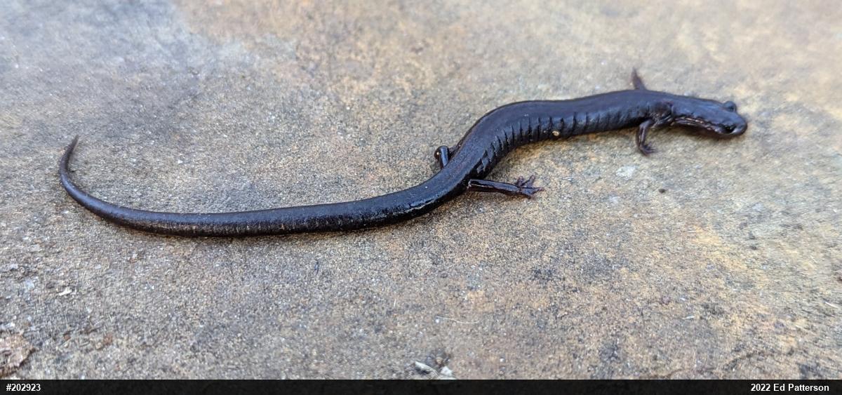 Valley And Ridge Salamander