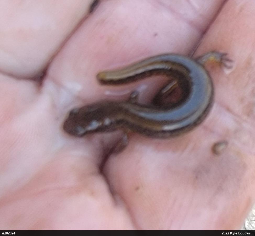 Northern Two-lined Salamander