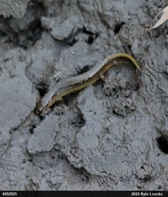 Northern Two-lined Salamander