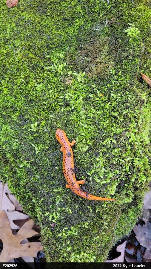 Northern Red Salamander
