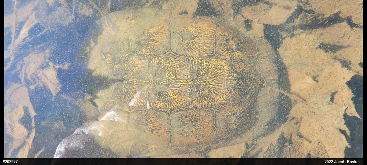 Wood Turtle