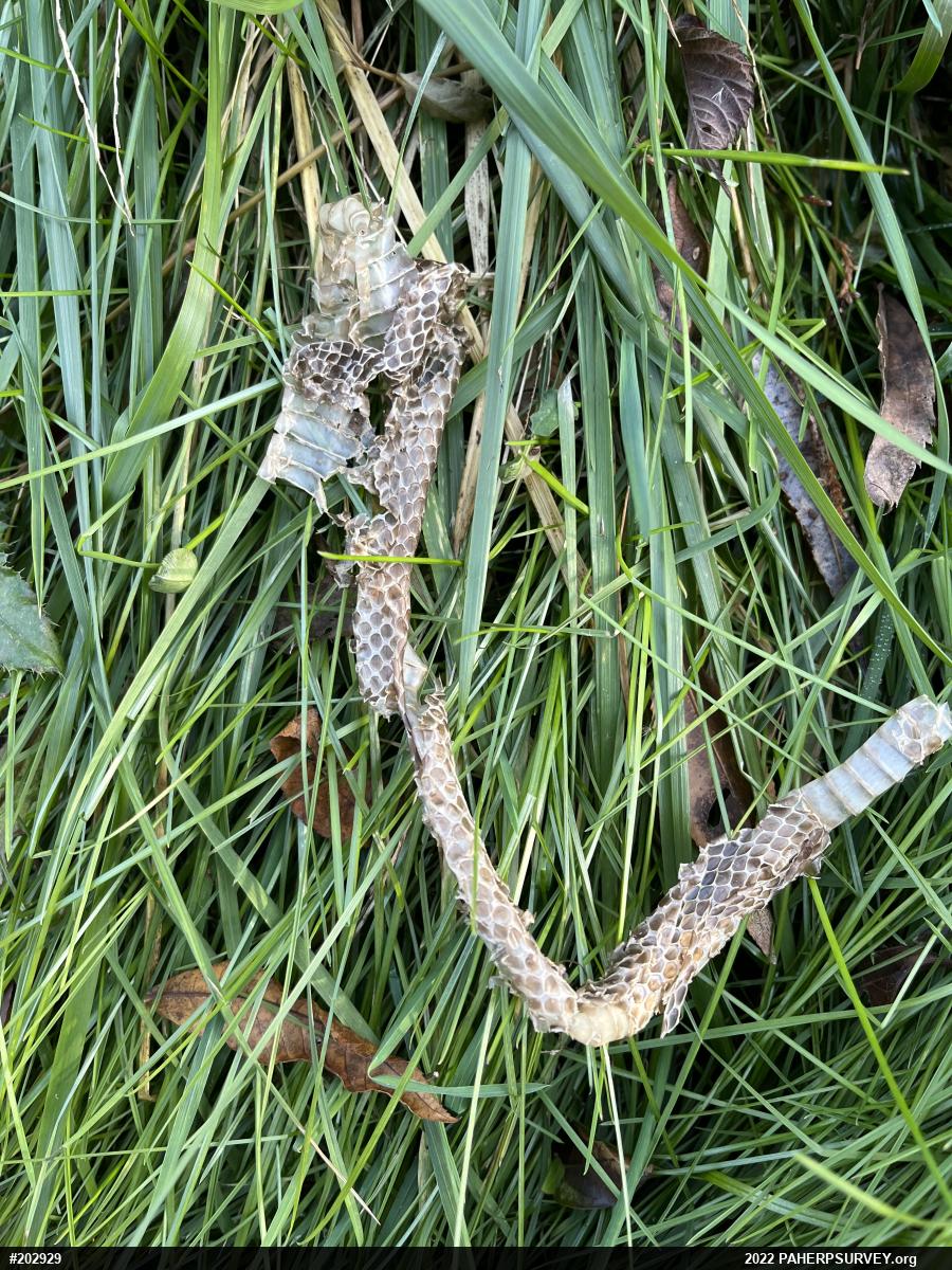 Eastern Ratsnake