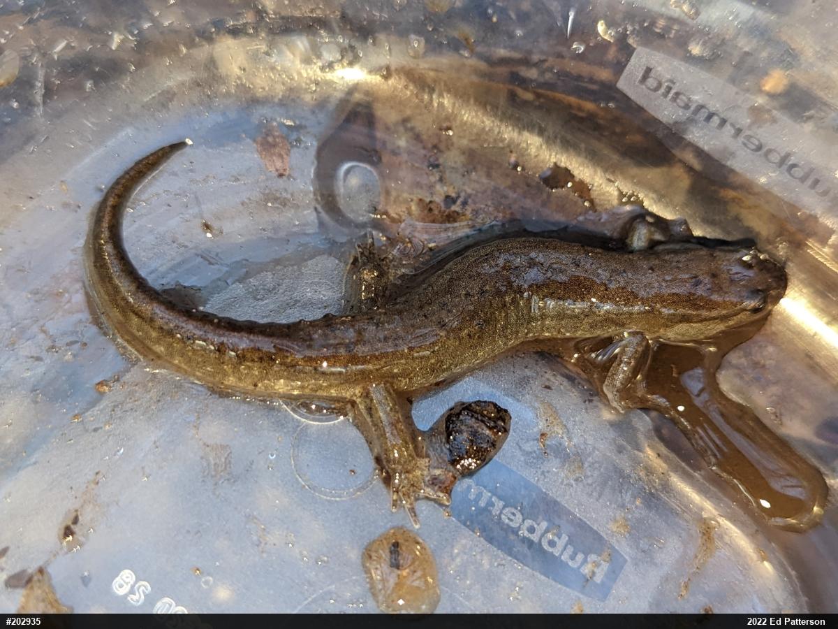 Northern Dusky Salamander
