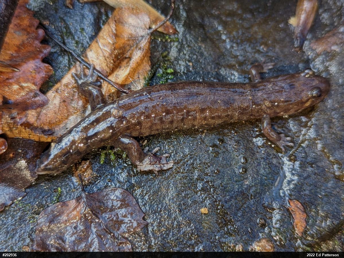 Seal Salamander