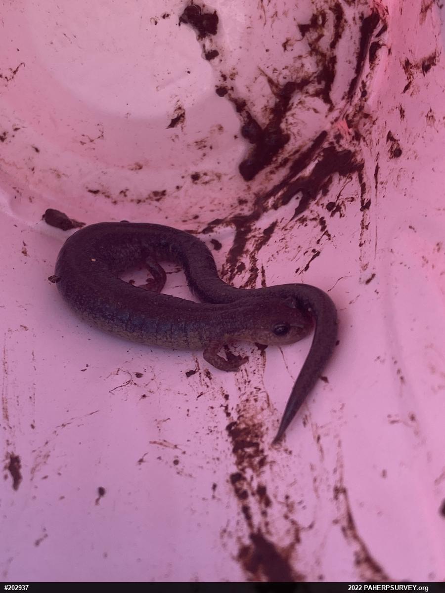 Eastern Red-backed  Salamander