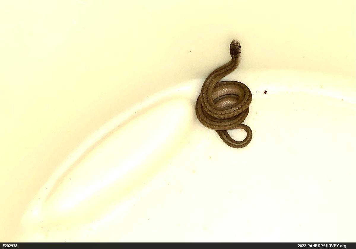 Dekay's Brownsnake