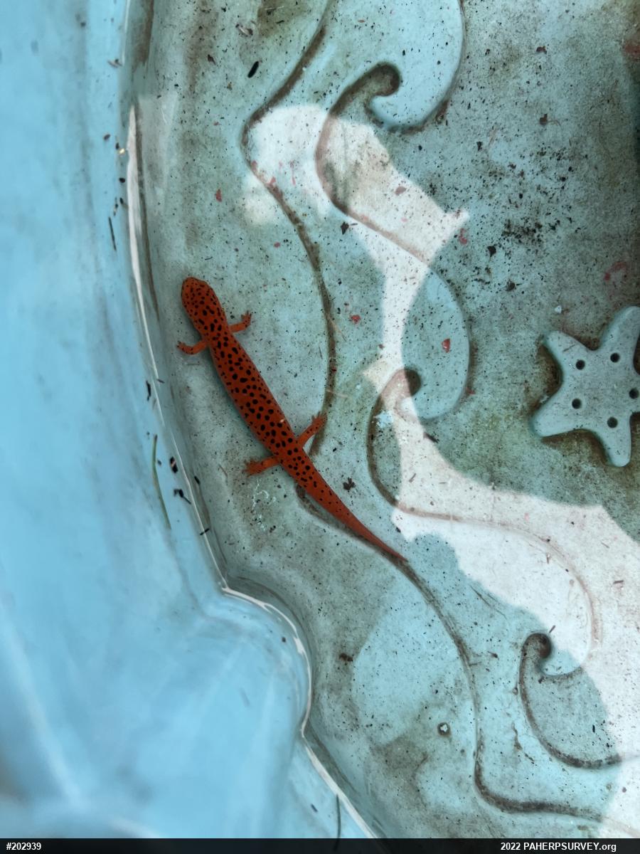 Northern Red Salamander