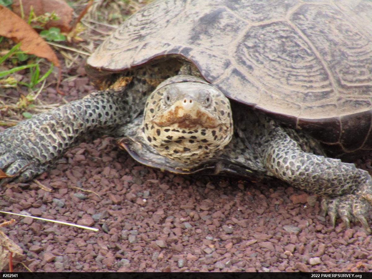 Diamondback Terrapin