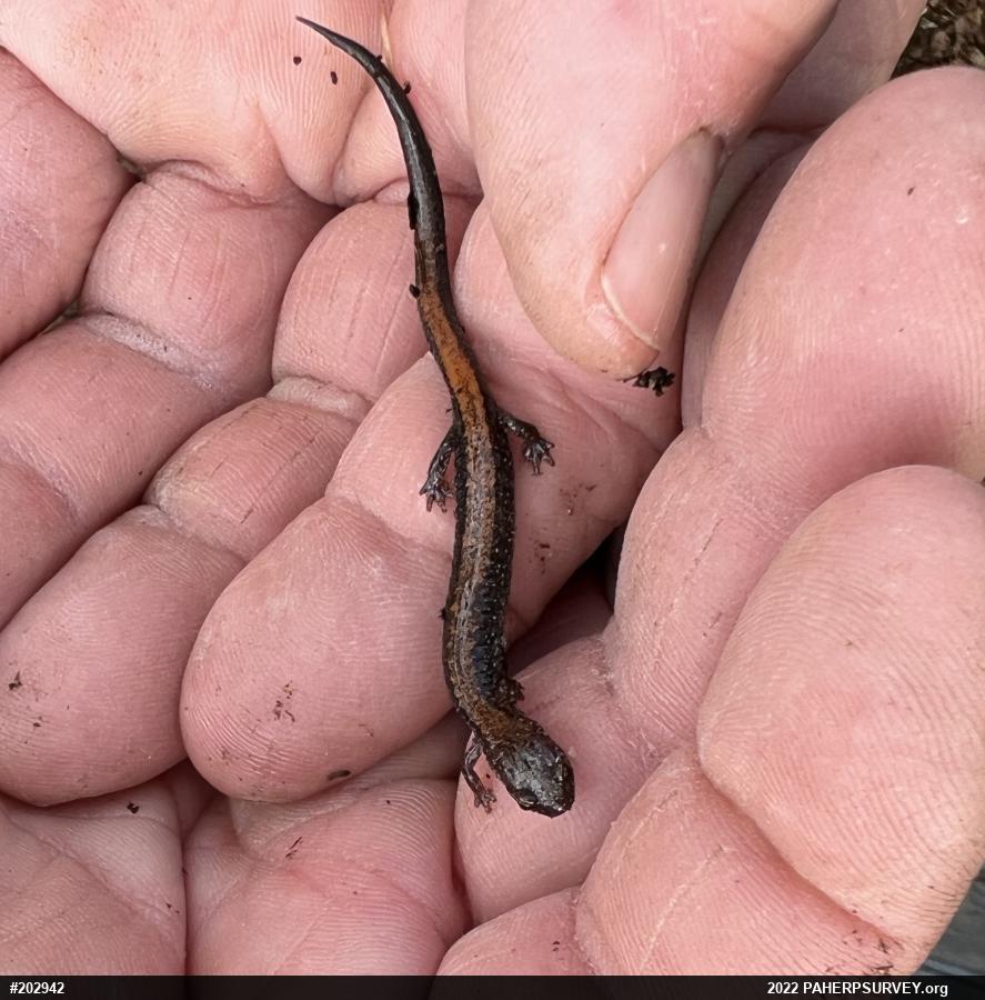 Eastern Red-backed  Salamander