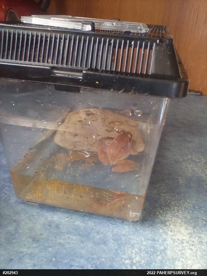 Wood Frog