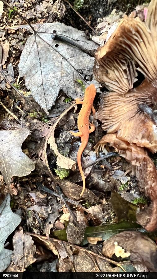 Red-spotted Newt