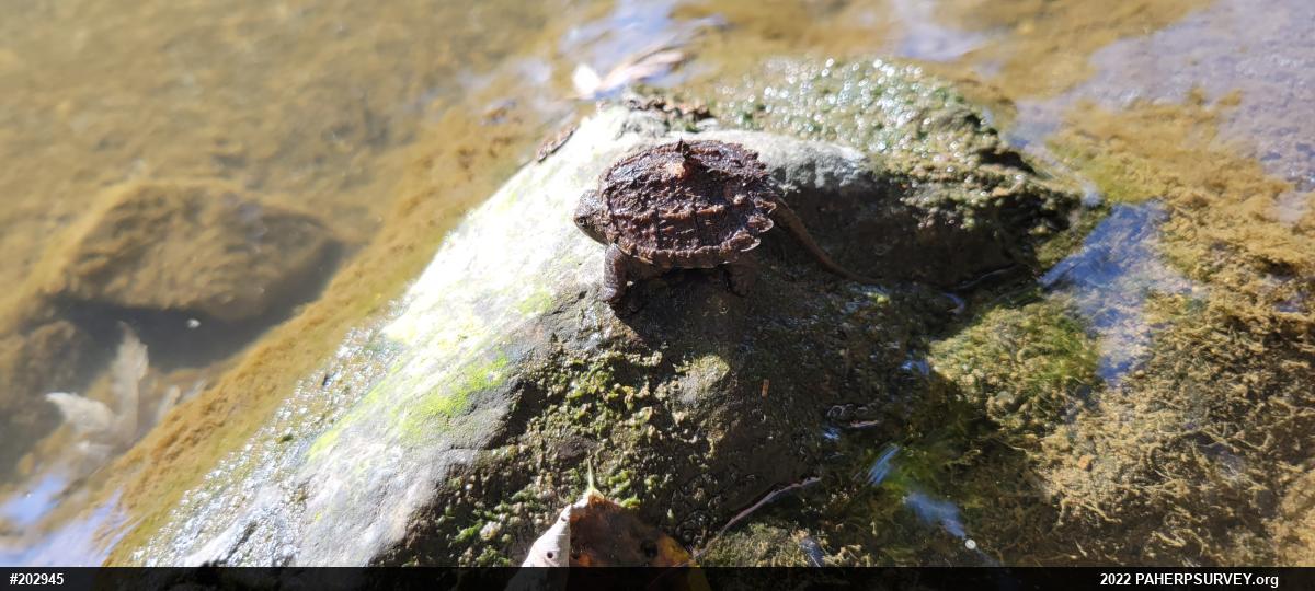 Snapping Turtle