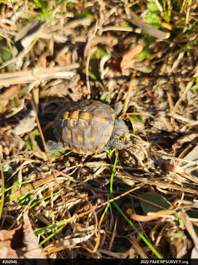 Eastern Box Turtle