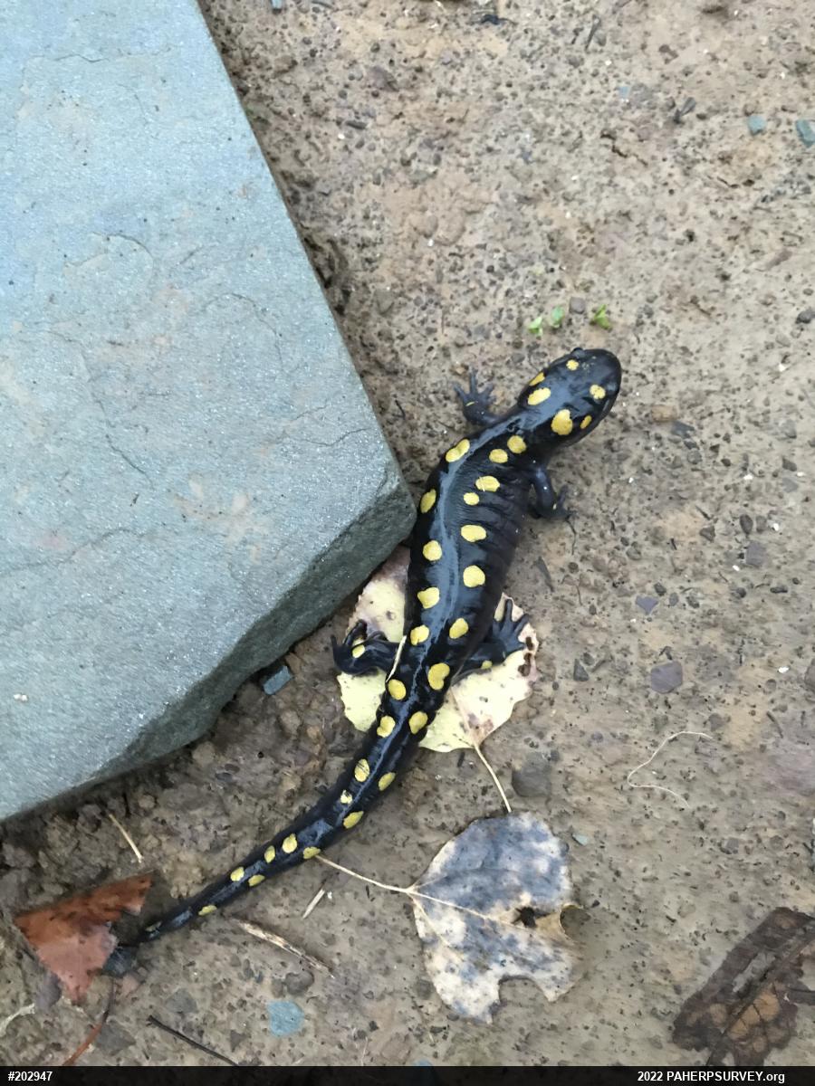 Spotted Salamander