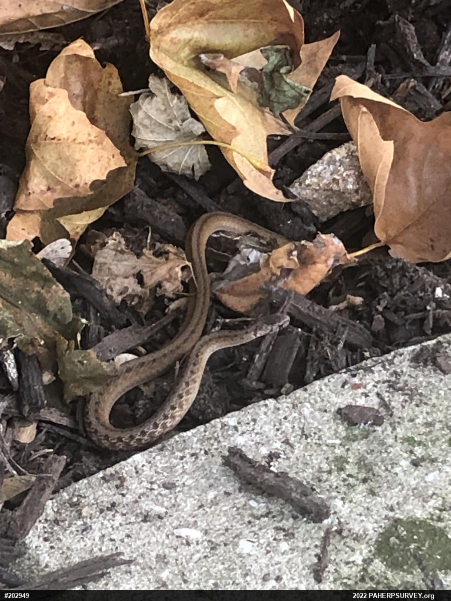 Dekay's Brownsnake
