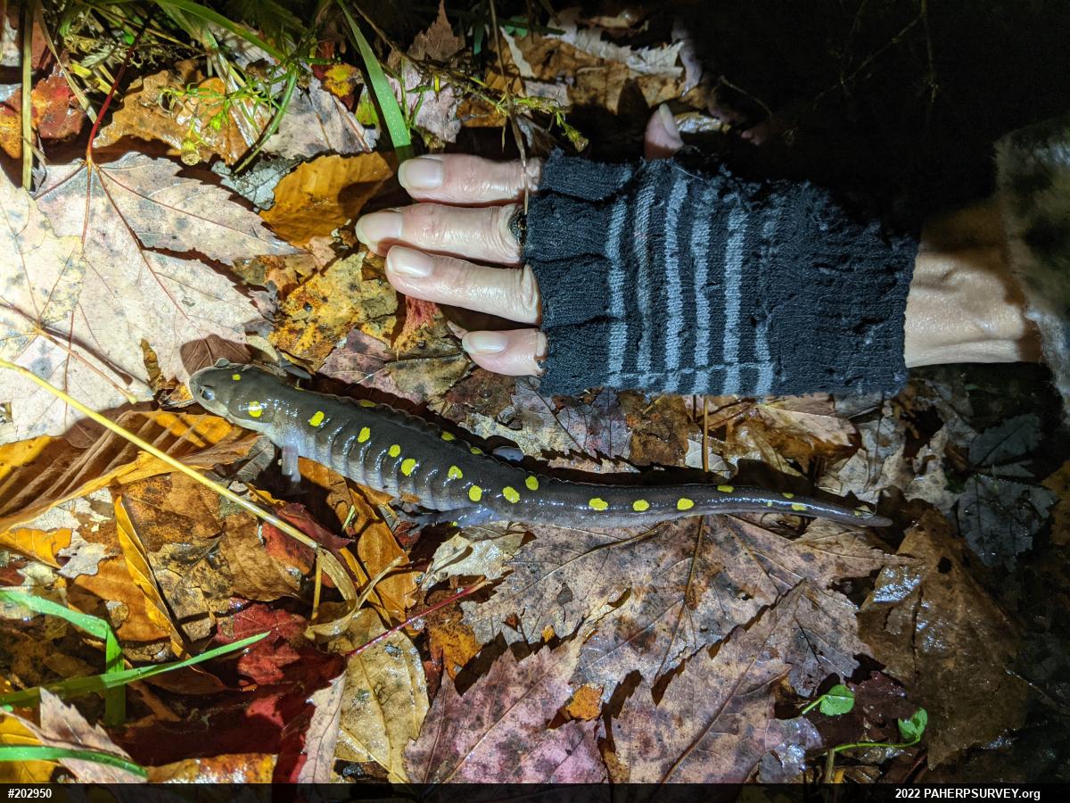 Spotted Salamander