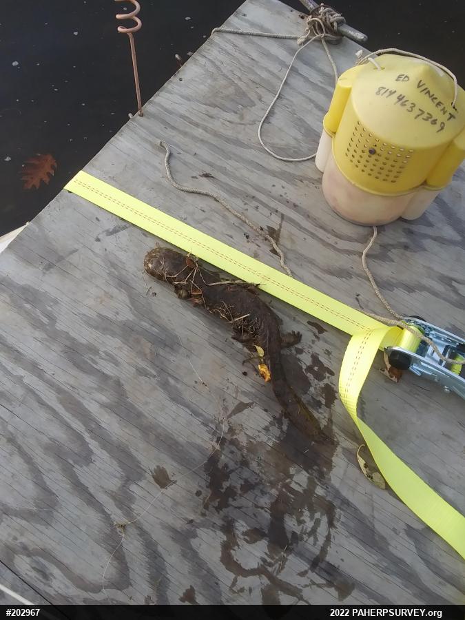 Eastern Hellbender