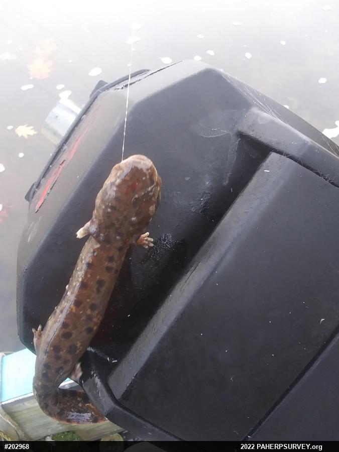 Common Mudpuppy