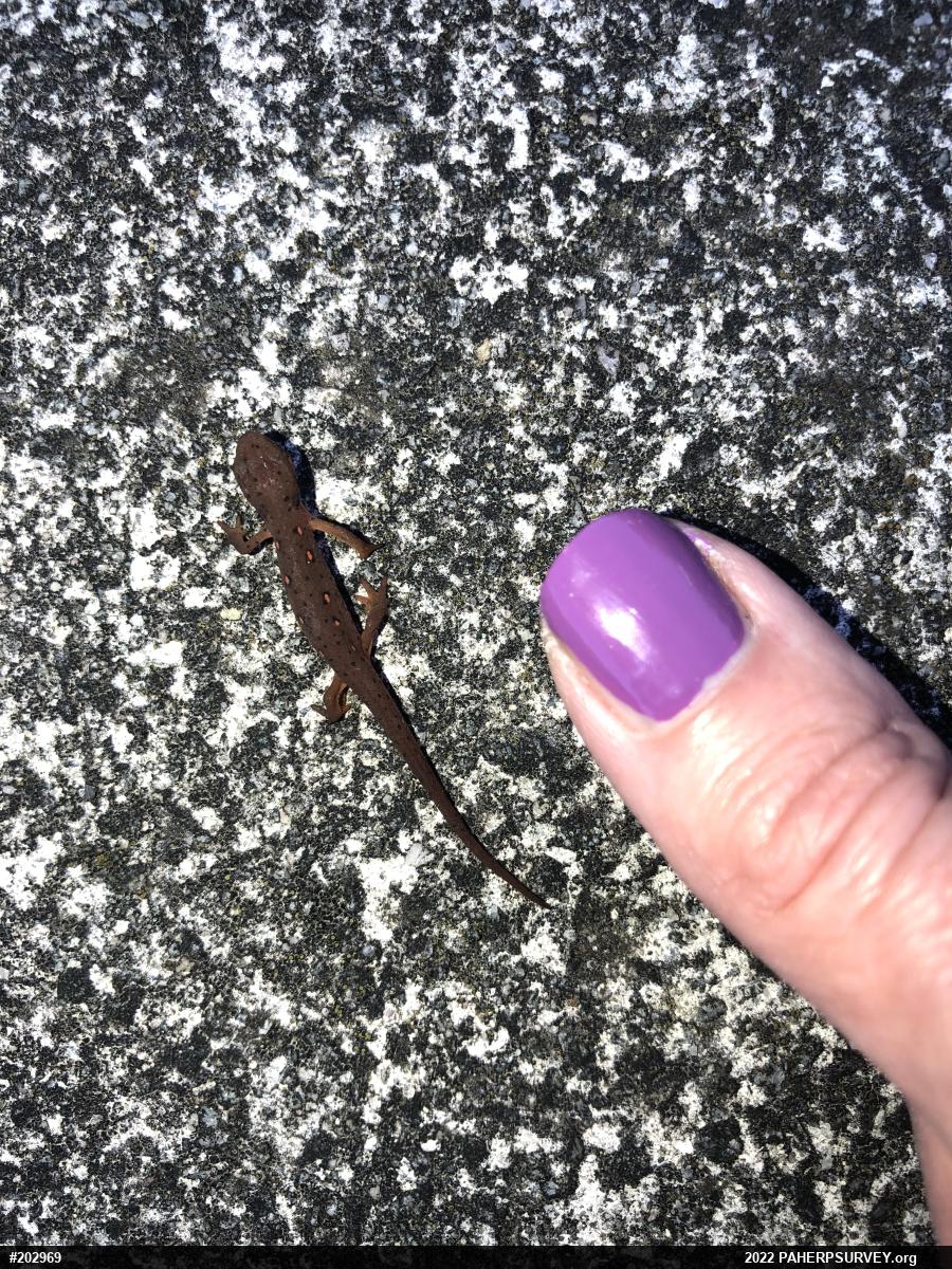 Red-spotted Newt