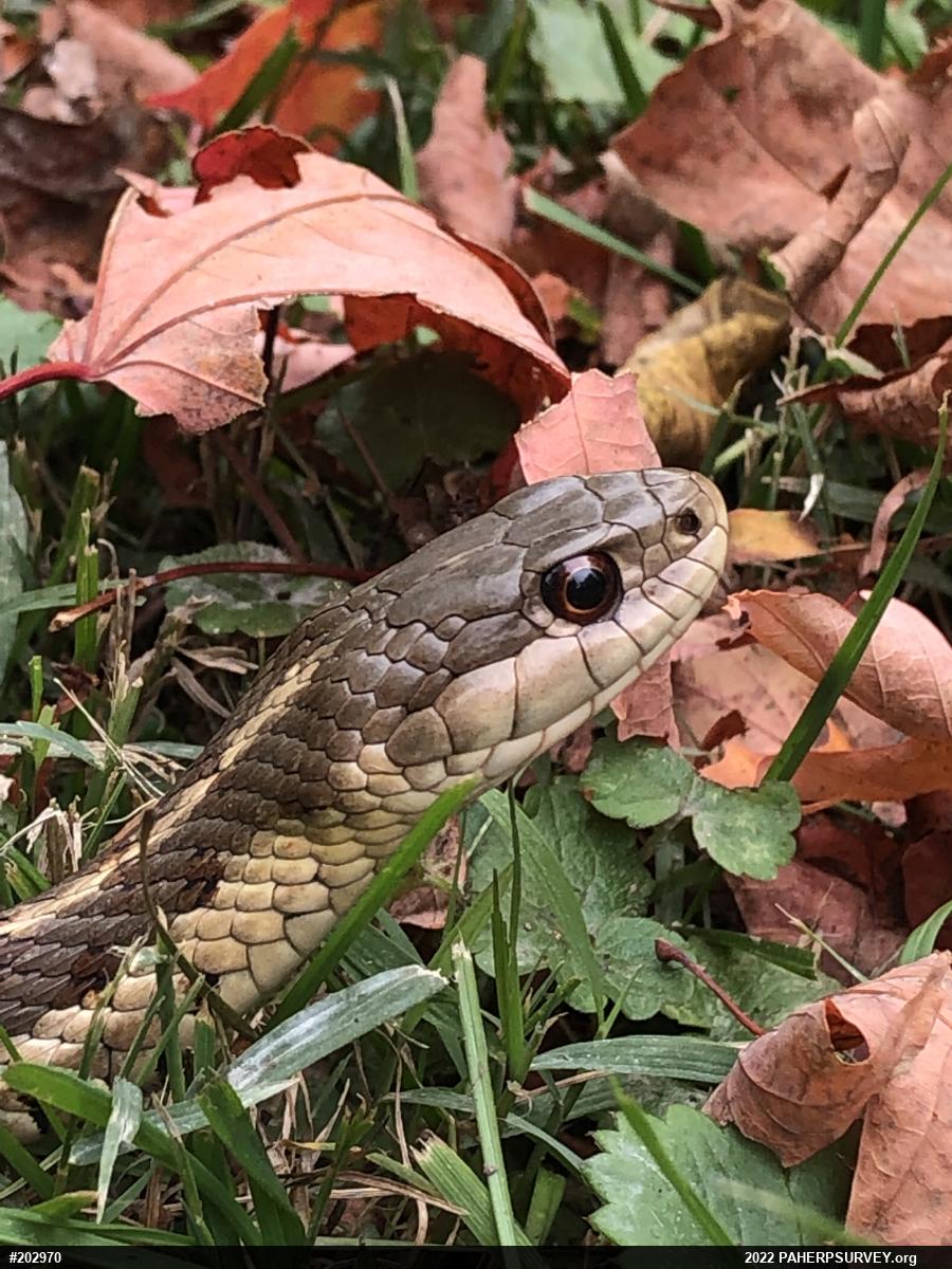 Eastern Gartersnake