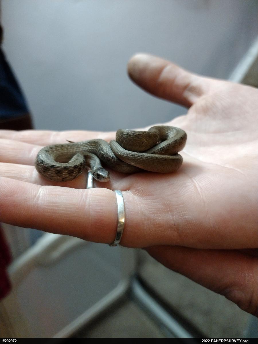 Dekay's Brownsnake