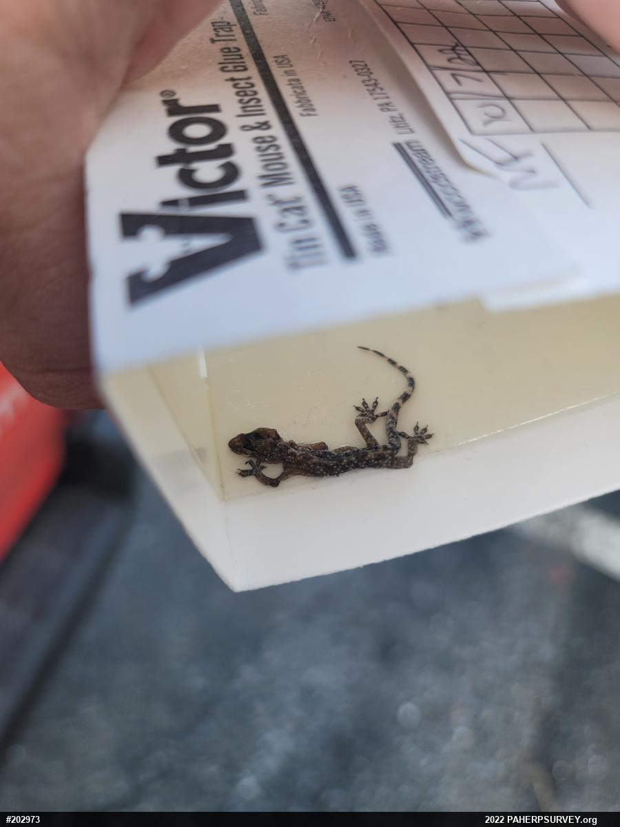 Mediterranean House Geckos