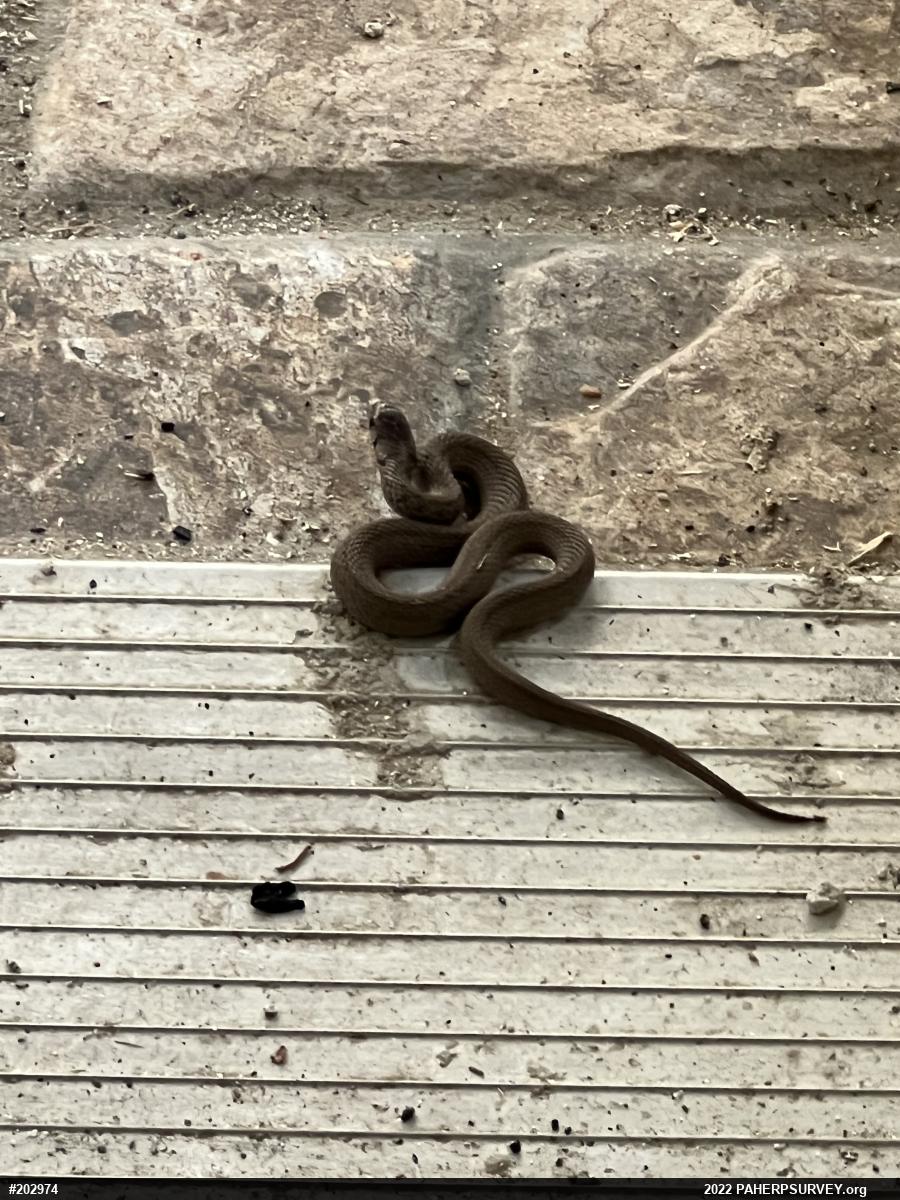 Dekay's Brownsnake