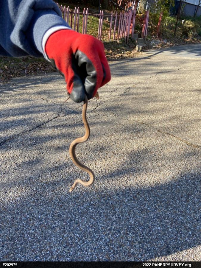 Dekay's Brownsnake