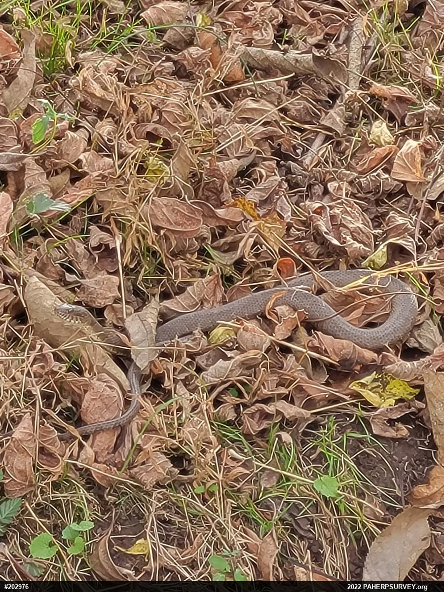 Northern Watersnake