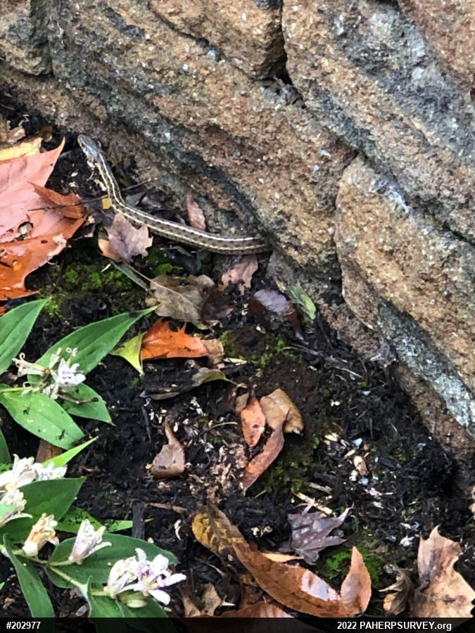 Eastern Gartersnake