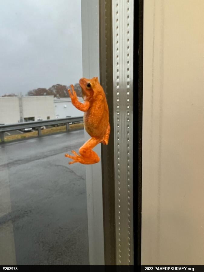 Spring Peeper