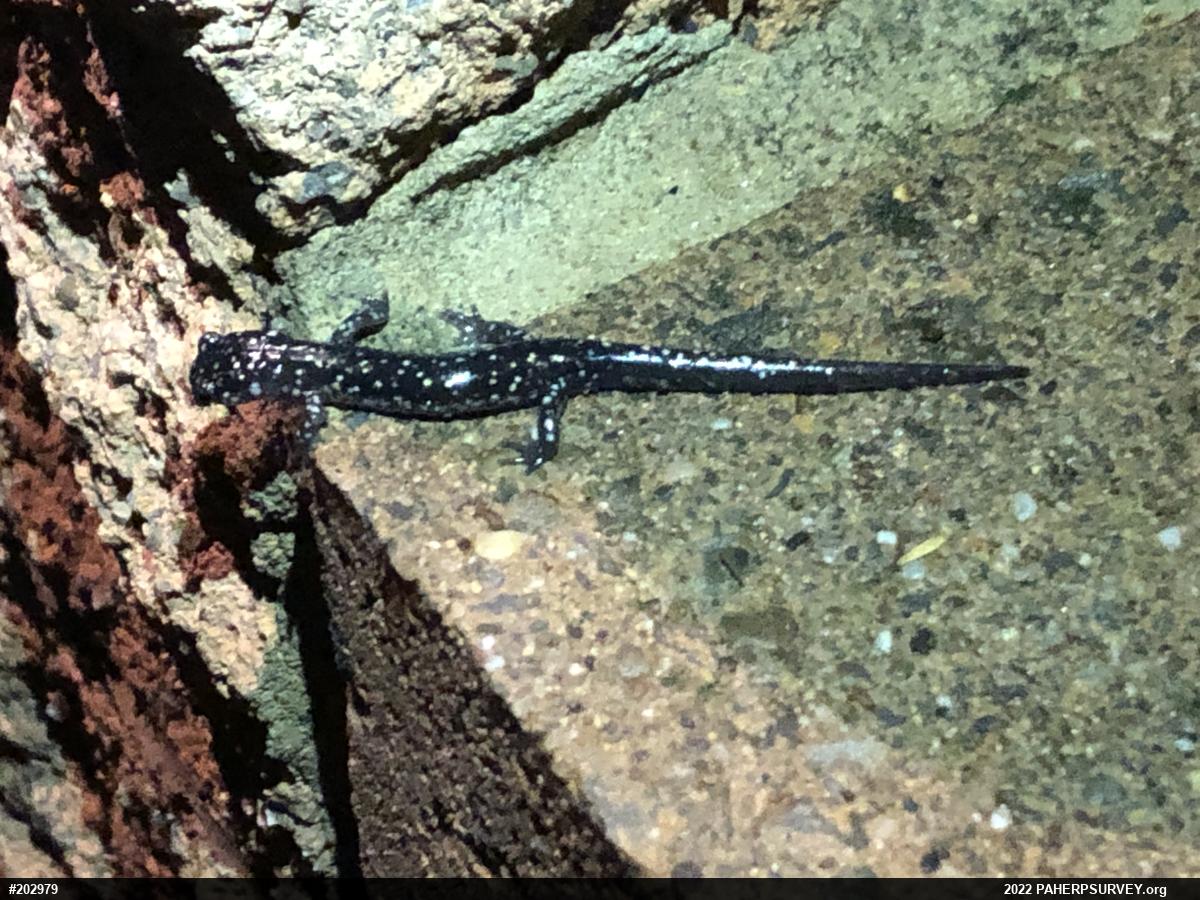 Northern Slimy Salamander